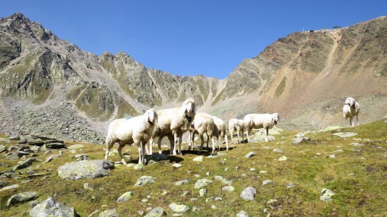Photo of Others in Zwieselstein